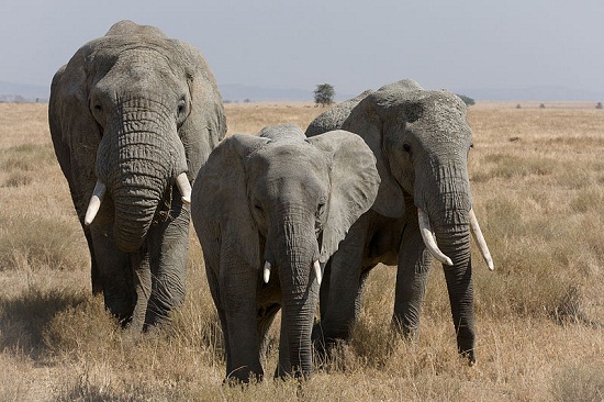 Gambar 15 Hewan  Terbesar  Dunia  Nyata Hidup Insibios Gajah  