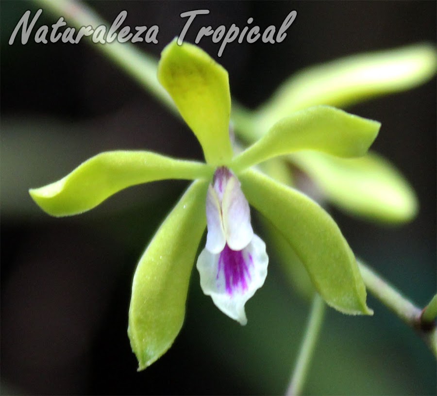 Orquídea epífita con racimos florales muy numerosos. Flores pequeñas pero abundantes. Encyclia fucata.