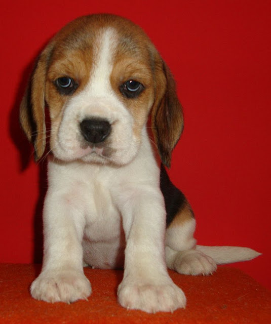 Size and Weight of Beagle - Annie Many