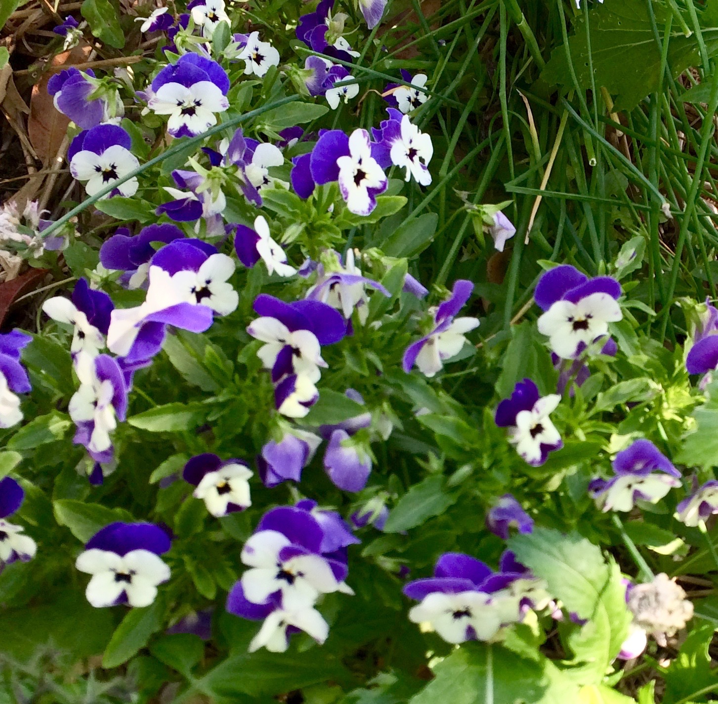 Edible Flowers Our Permaculture Life