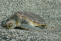 Green Tortoise on Black Stone Beach at Playa Tortuga Negra, Isabela Island, Galapagos