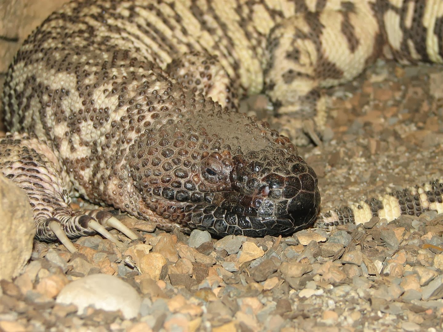 beaded-lizard-reptiles-world