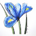 Iris reticulata Alida