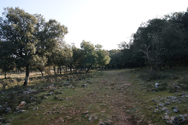 Camino del Cortijo de Pedro Rebolla .
