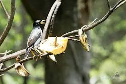 taman burung tmii jakarta