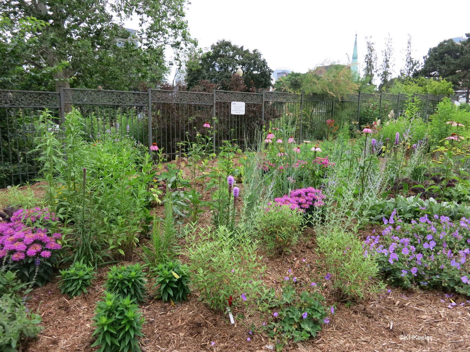 A Wandering Botanist Visiting Ontario, CanadaPlants of Toronto
