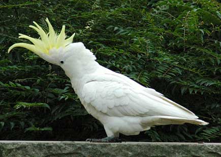 lesser sulphur crested cockatoo price lesser sulphur crested cockatoo price