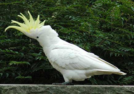 crested cockatoo sulfur galerita cockatoos sulphur cacatua cacatoes eleonora parrots soufre anneke