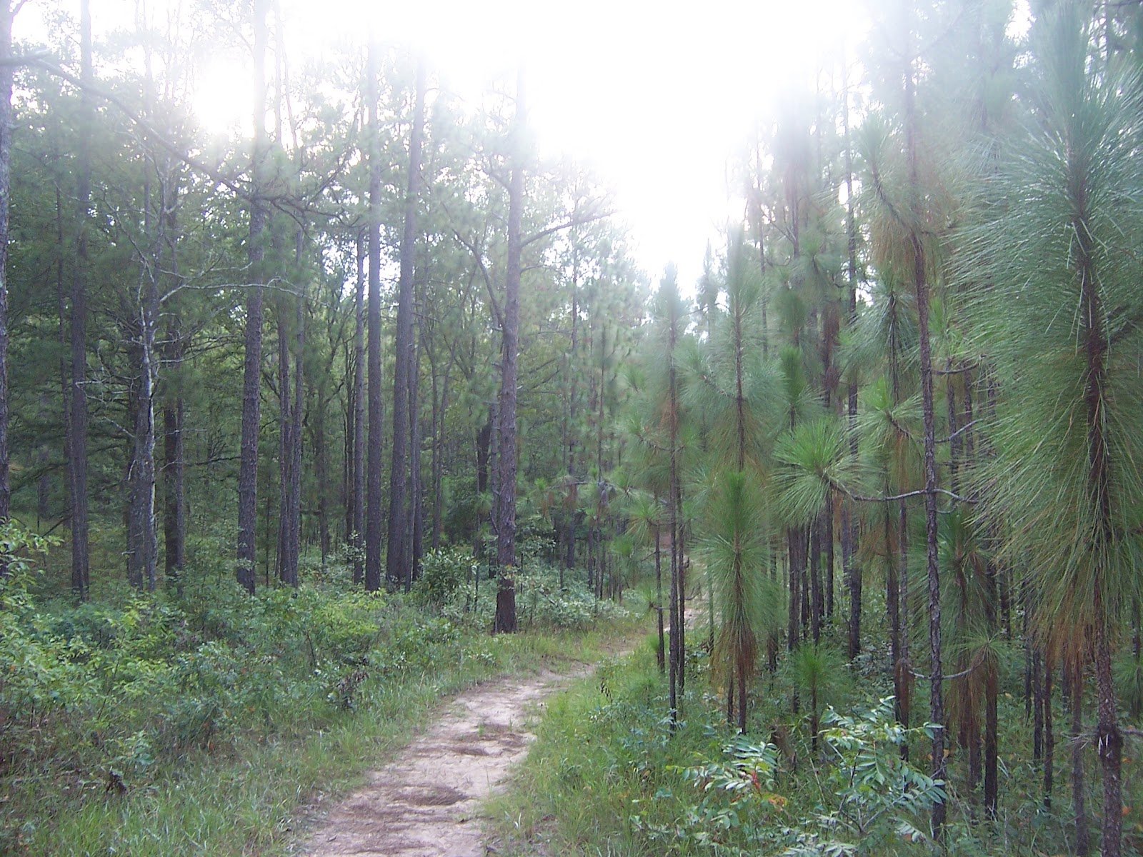 National Forest Kisatchie National Forest Camping