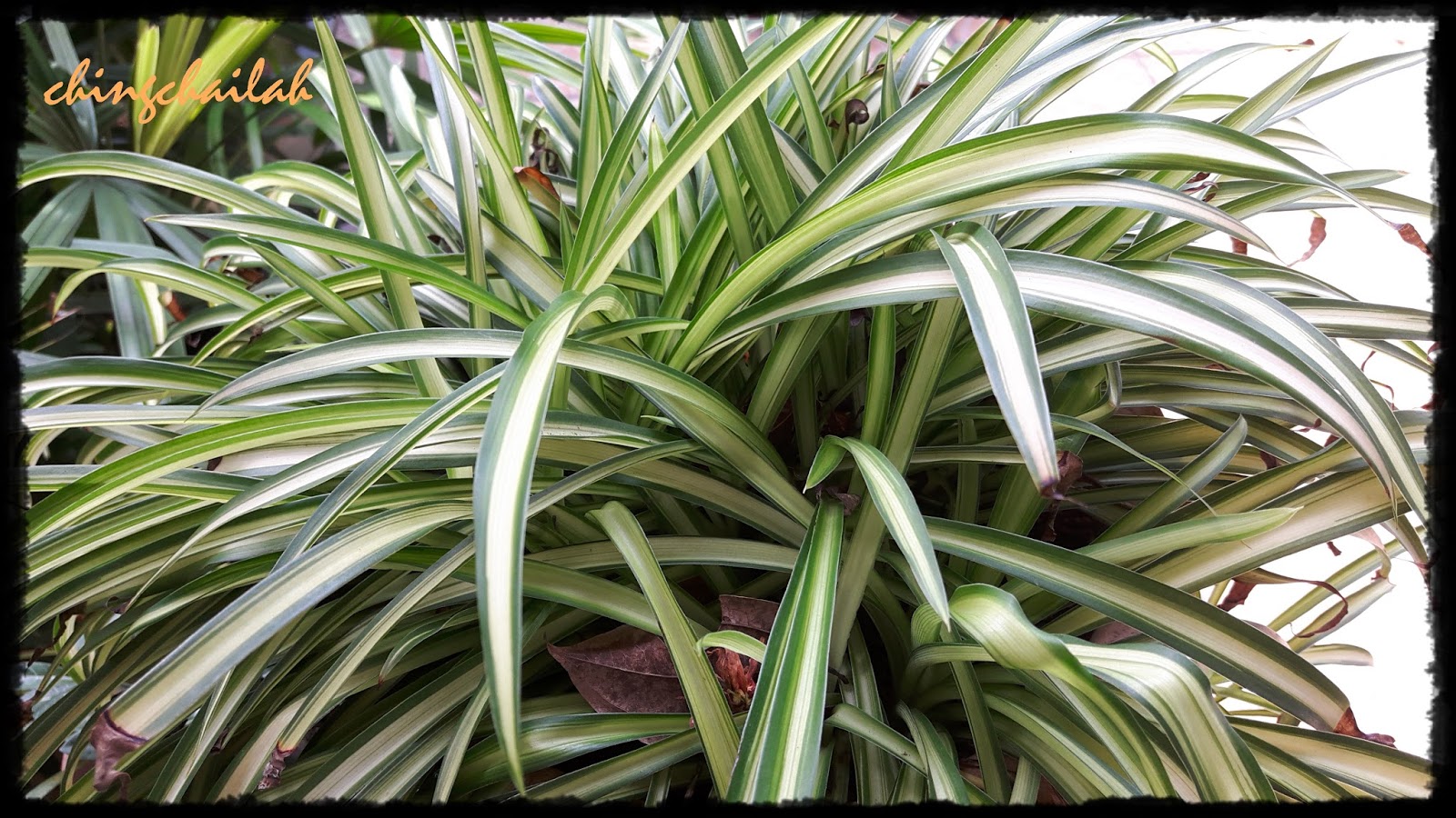 Simple Living In Nancy Growing Spider Plants