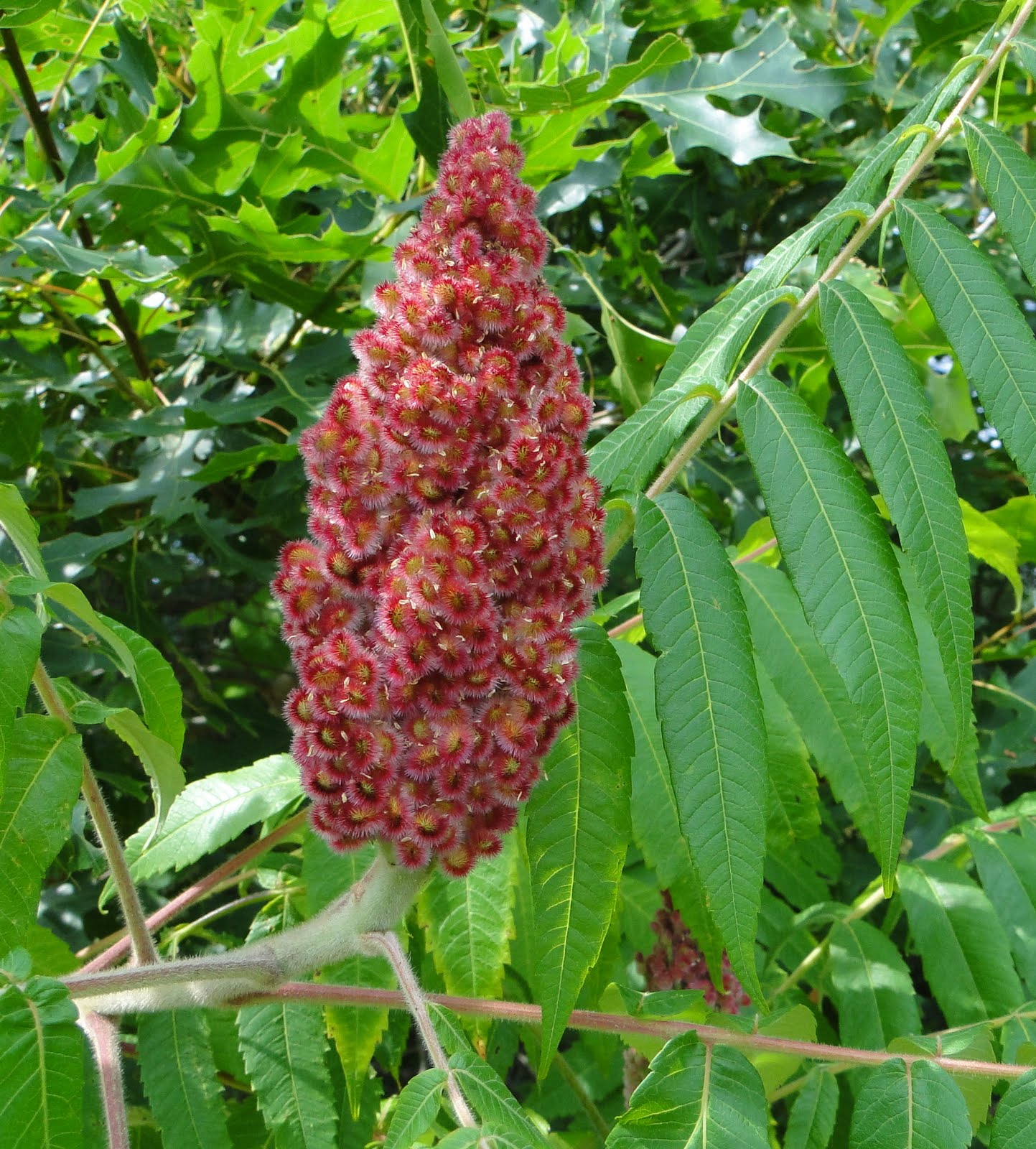 Rach's Wildflower Images Staghorn Sumac