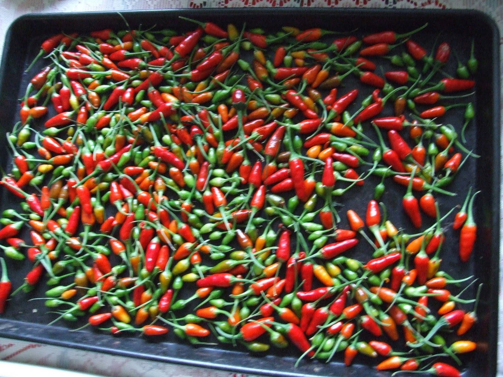 Reinterred Chilli Harvest!