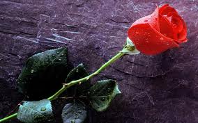 red rose beautiful wallpapers