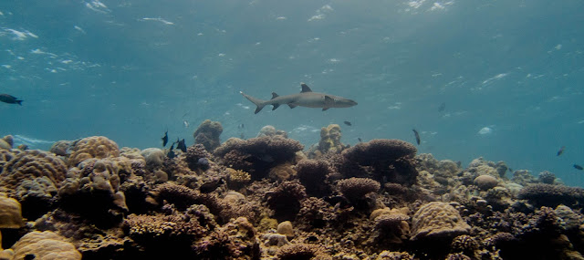 Photo of a Maldivian white tip shark