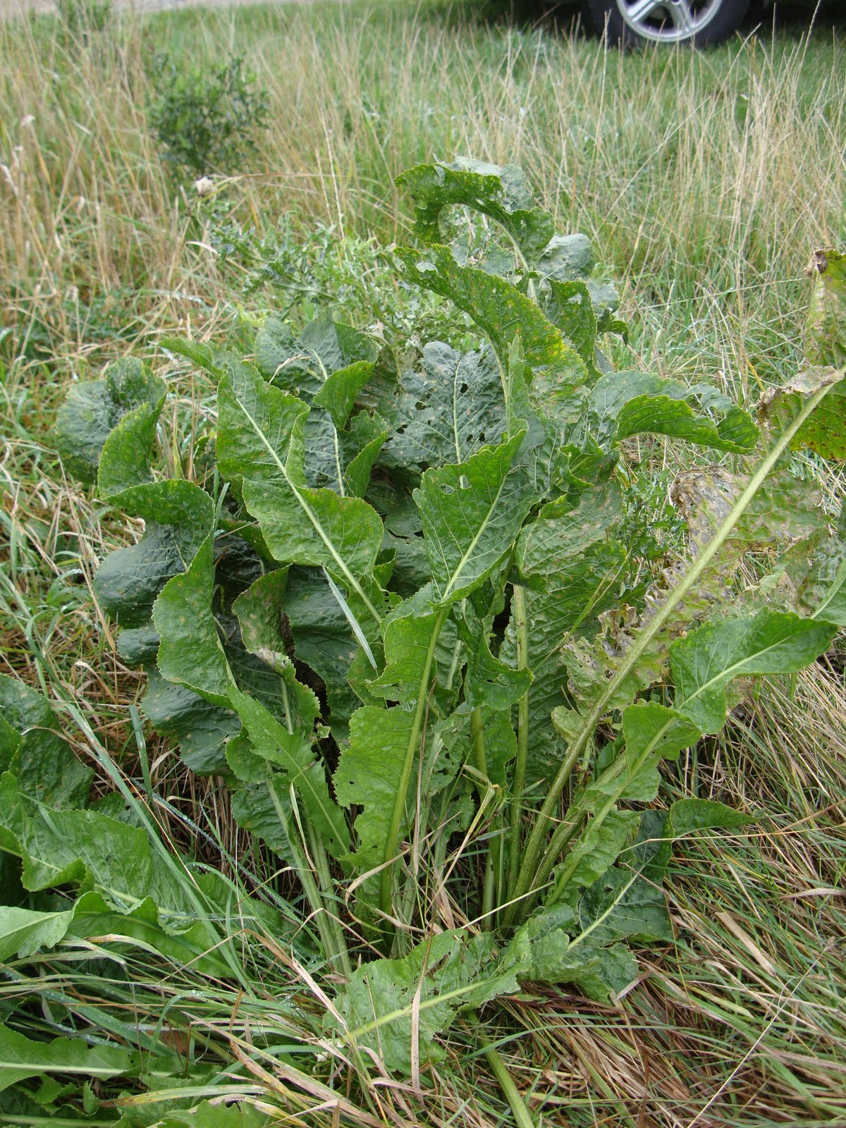 5 Perennial Crops That Will Grow Back Year After year 5 Perennial Crops That Will Grow Back Year After year