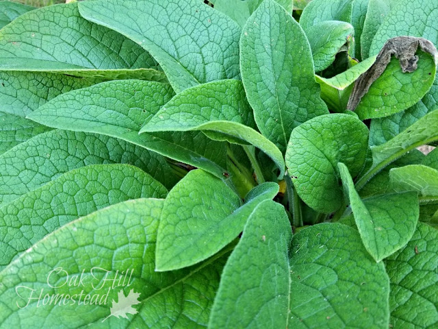 The benefits of growing comfrey and why you should have some in your garden too.