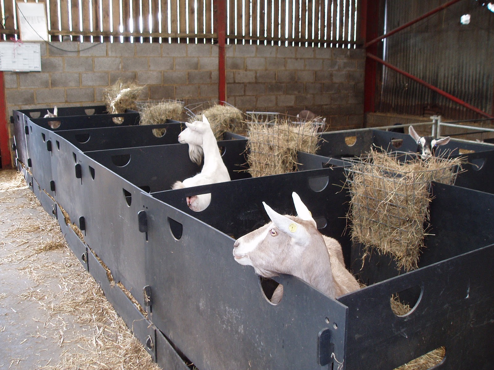 Ellie's Dairy The Finest Goat Milk, from Kent The aliens have landed