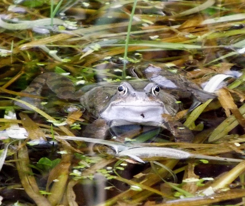 Dartmoor Ramblings MAD FROGS