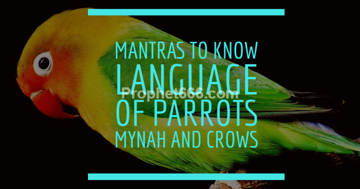 Mantras to Know Language of Parrots Mynah and Crows
