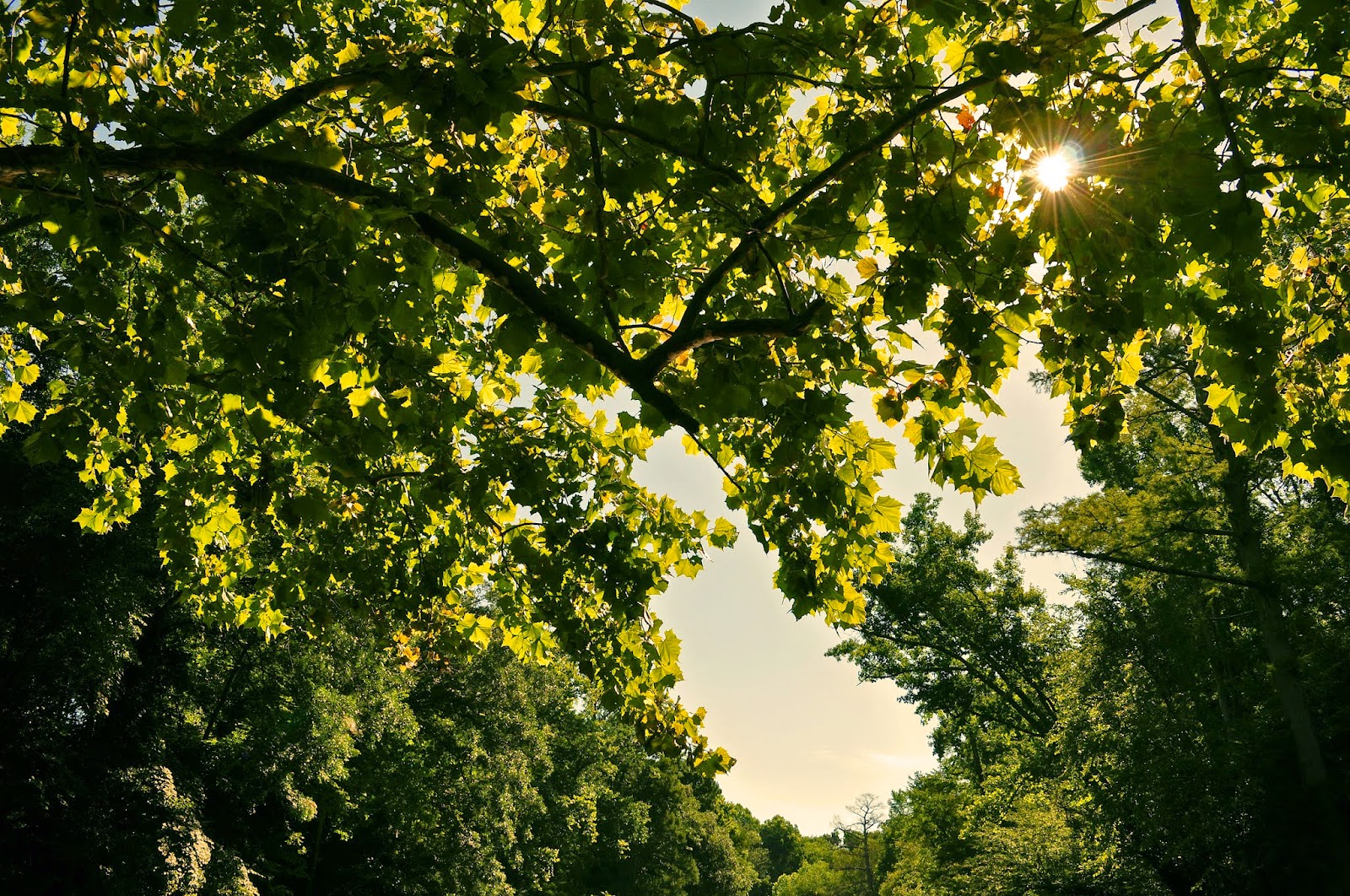A Tidewater Paddler Nottoway River 7/6/14