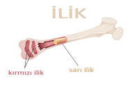 Kemiğin içindeki kırmızı ve sarı ilikleri gösteren çizim