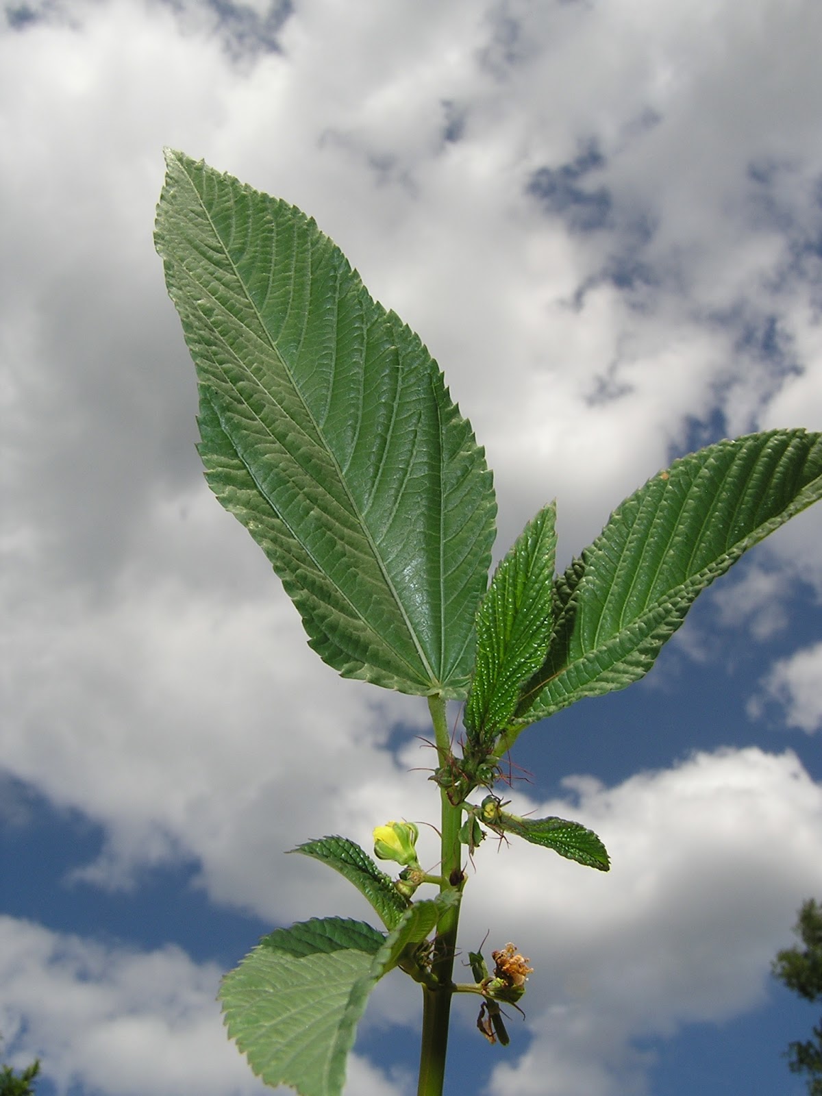 وردة = rose: فبراير 2016