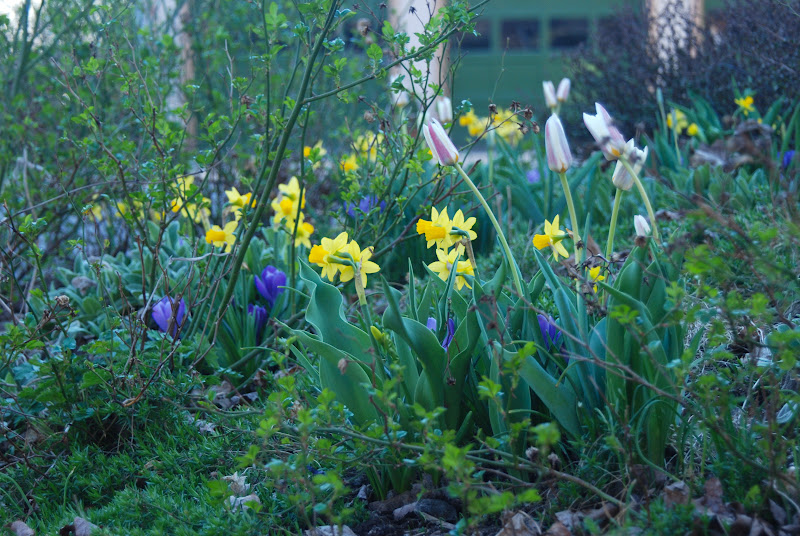 Wife, Mother, Gardener Tulip 'Ice Stick' in the Hill Garden