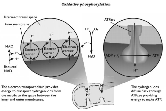 90 Oxidative Phosphorylation And Electron Transport