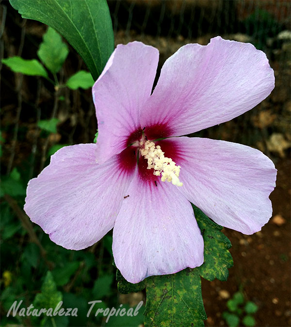 Flor de Hibiscus syriacus, Rosa de Siria