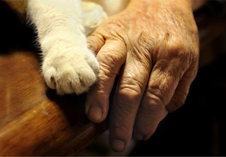 A história de amor entre uma mulher e seu gato contioutra.com - A história de amor entre uma mulher e seu gato