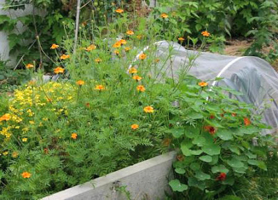 Blüten für Gesundheit im Gemüsegarten