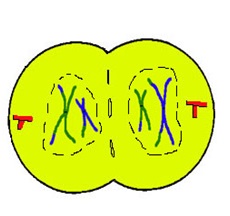 SCC8 - कोशिका विभाजन: असूत्री, समसूत्री व अर्द्धसूत्री विभाजन