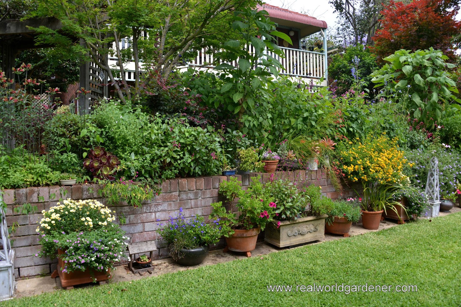 Lisa Bonassin S Garden Chinese Snowball Bush March 11 2016