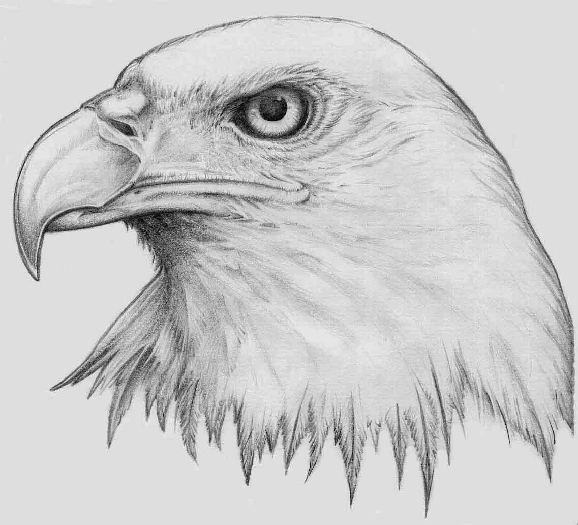 eagle drawing - Top Hd Wallpapers