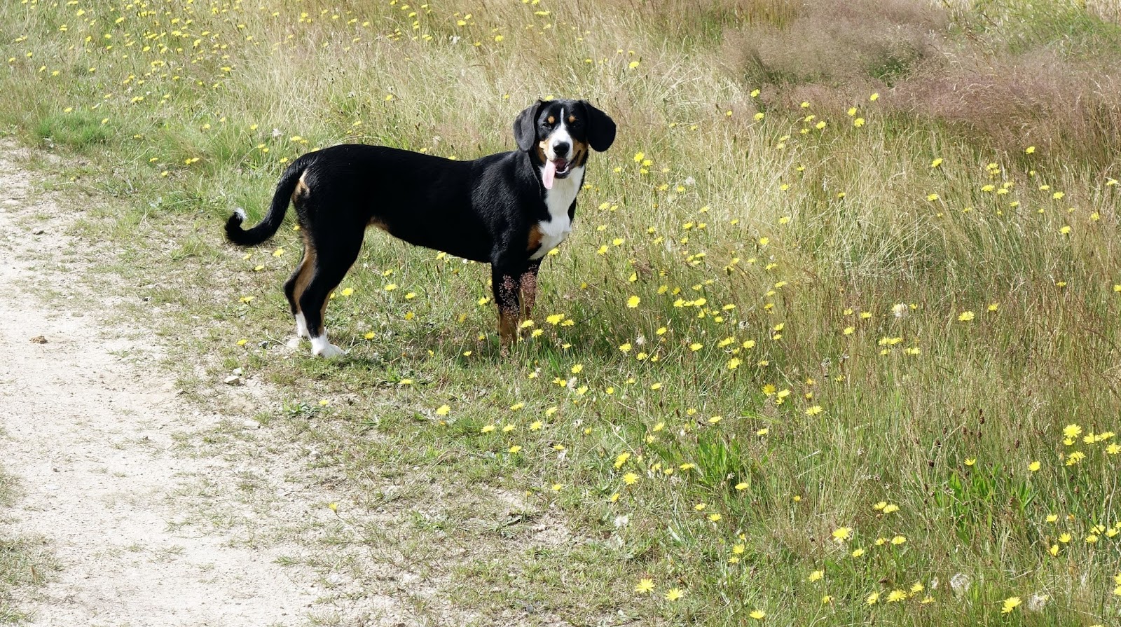 Aus dem Leben eines Entlebucher Sennenhundes Juli 2016