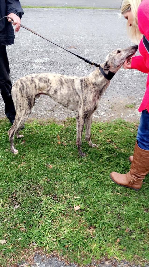 Feral Greyhound Kennels Feral Coaster