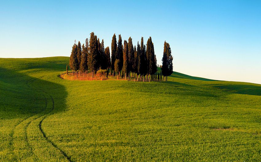 cypress trees in the Val d'Orcia