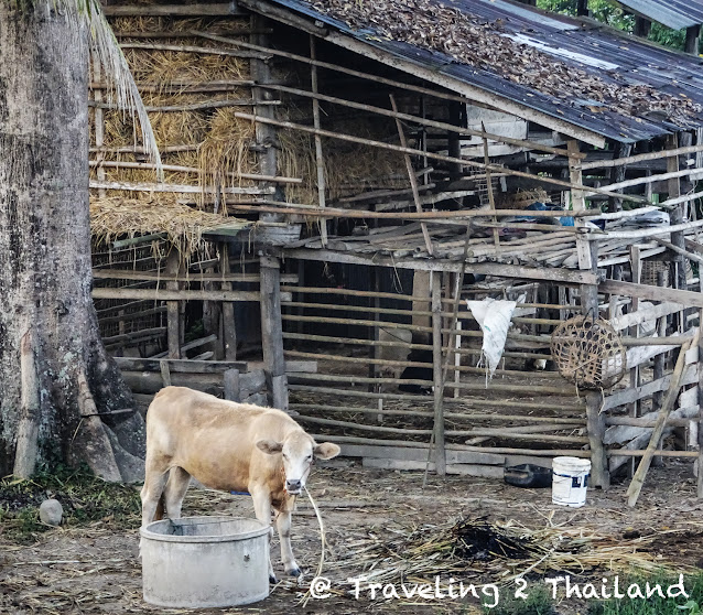 Cow farm in Pua, North Thailand