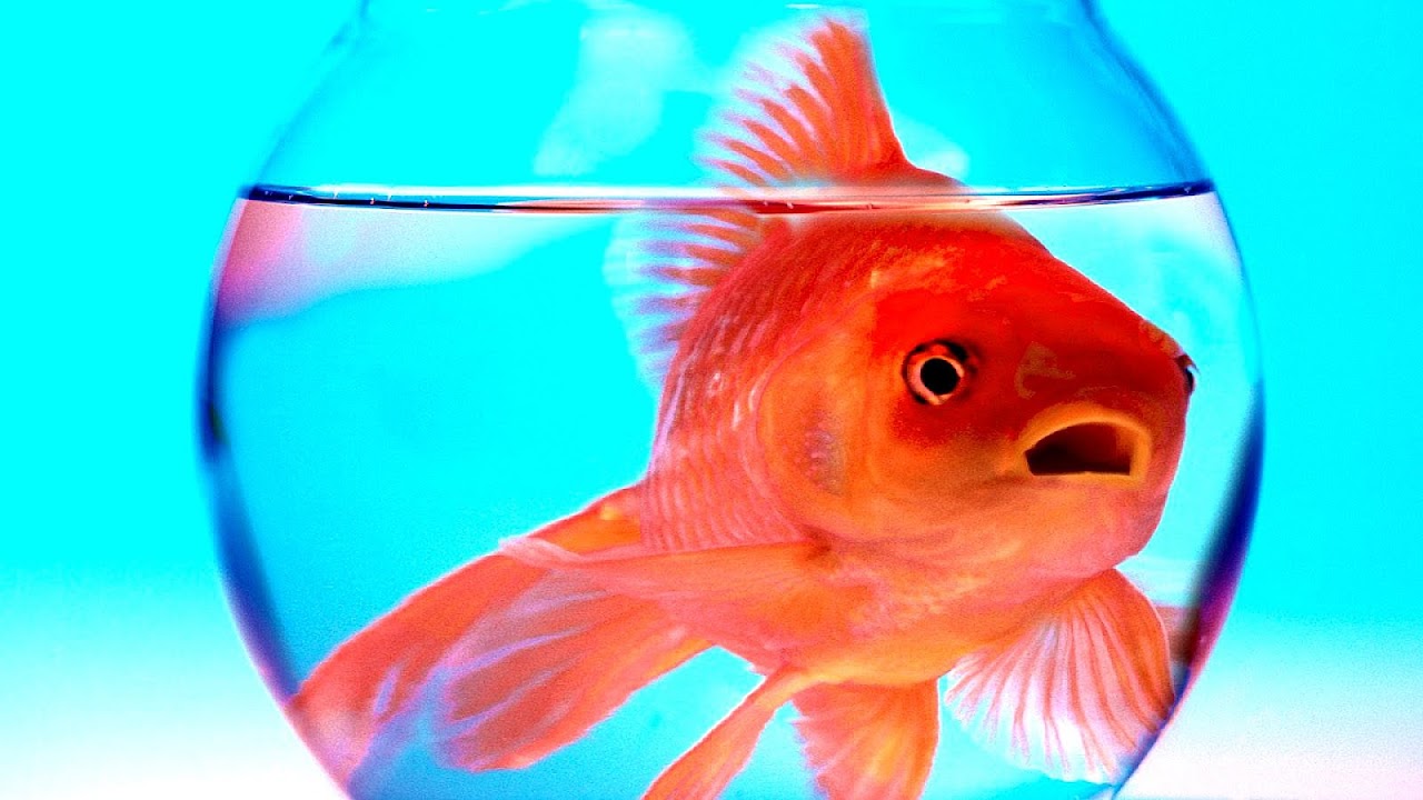 Big Fish Free Download Fish Choices