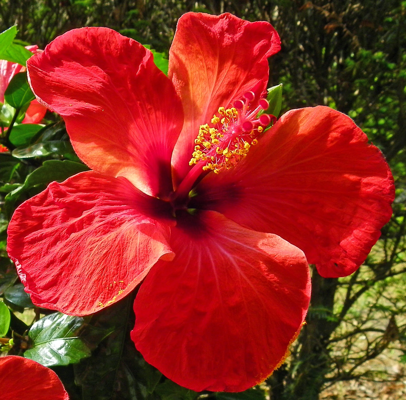 HOW TO GROW HIBISCUS The Garden of Eaden
