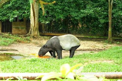 Zoo Taiping