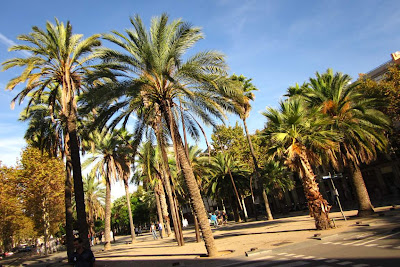 Palms along Rambla del Raval in Barcelona