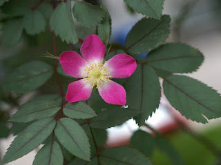 Rosier glauque - Églantier glauque - Églantier à feuilles rougeâtres - Rosier à feuilles rouges - Rosa glauca Rosier glauque - Églantier glauque - Églantier à feuilles rougeâtres - Rosier à feuilles rouges - Rosa glauca