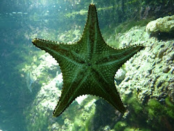 ocean animals octopus den moving homeschool lucky around were