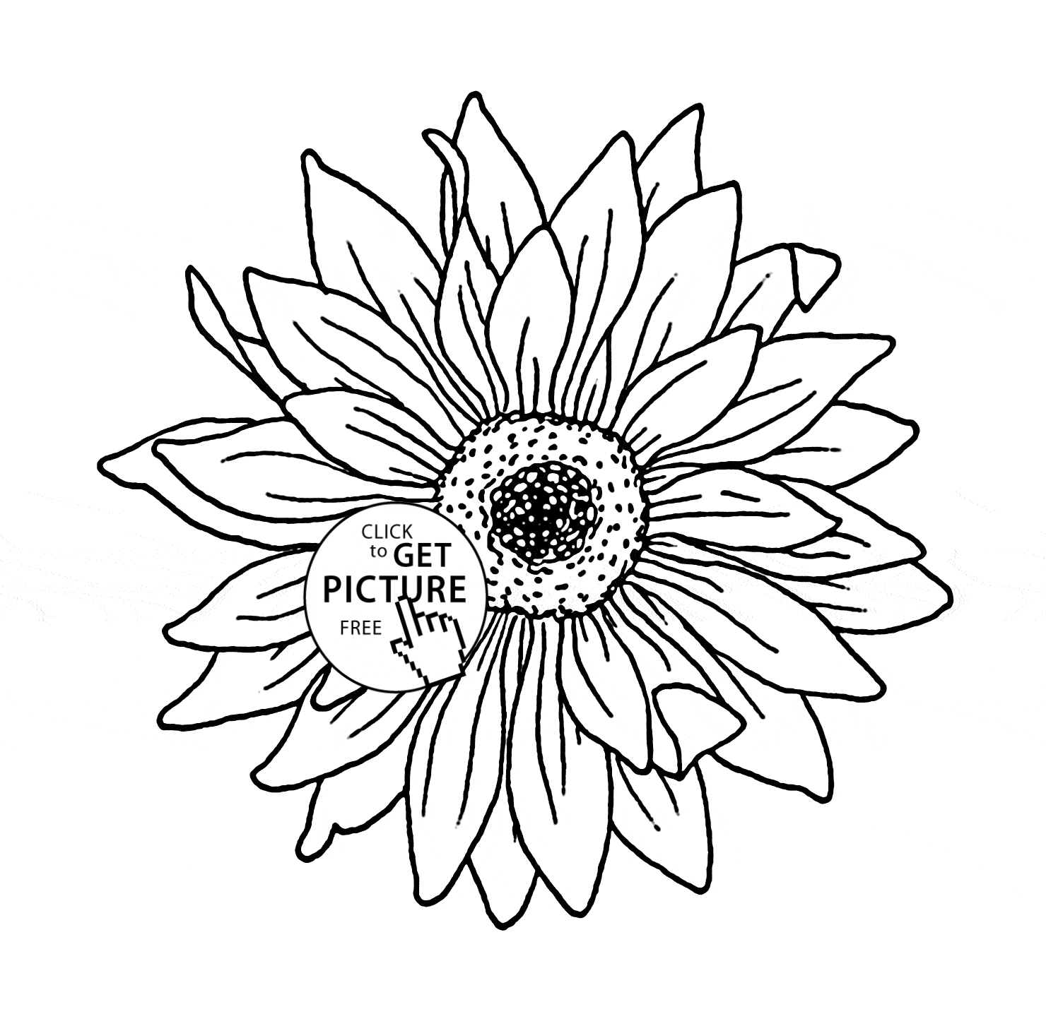 Sunflower  Free Colouring Pages