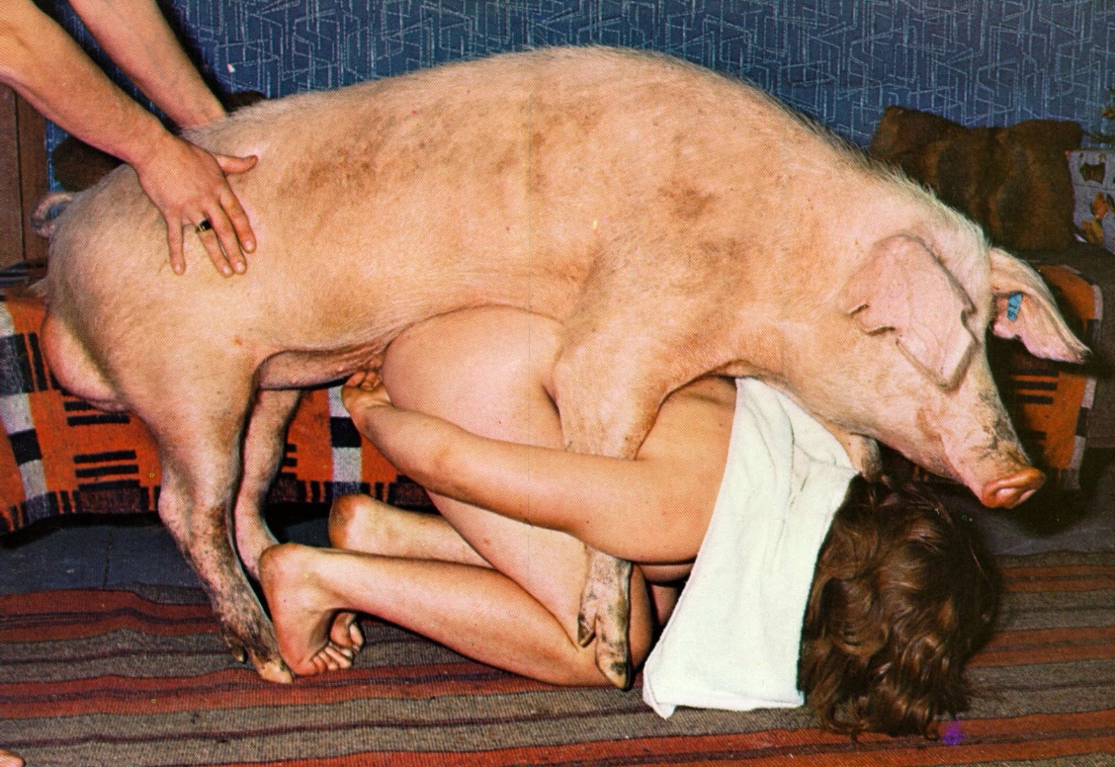 Boarsex - 🧡 Sex Worker Action Group Bestiality Pig Fuck Porn.