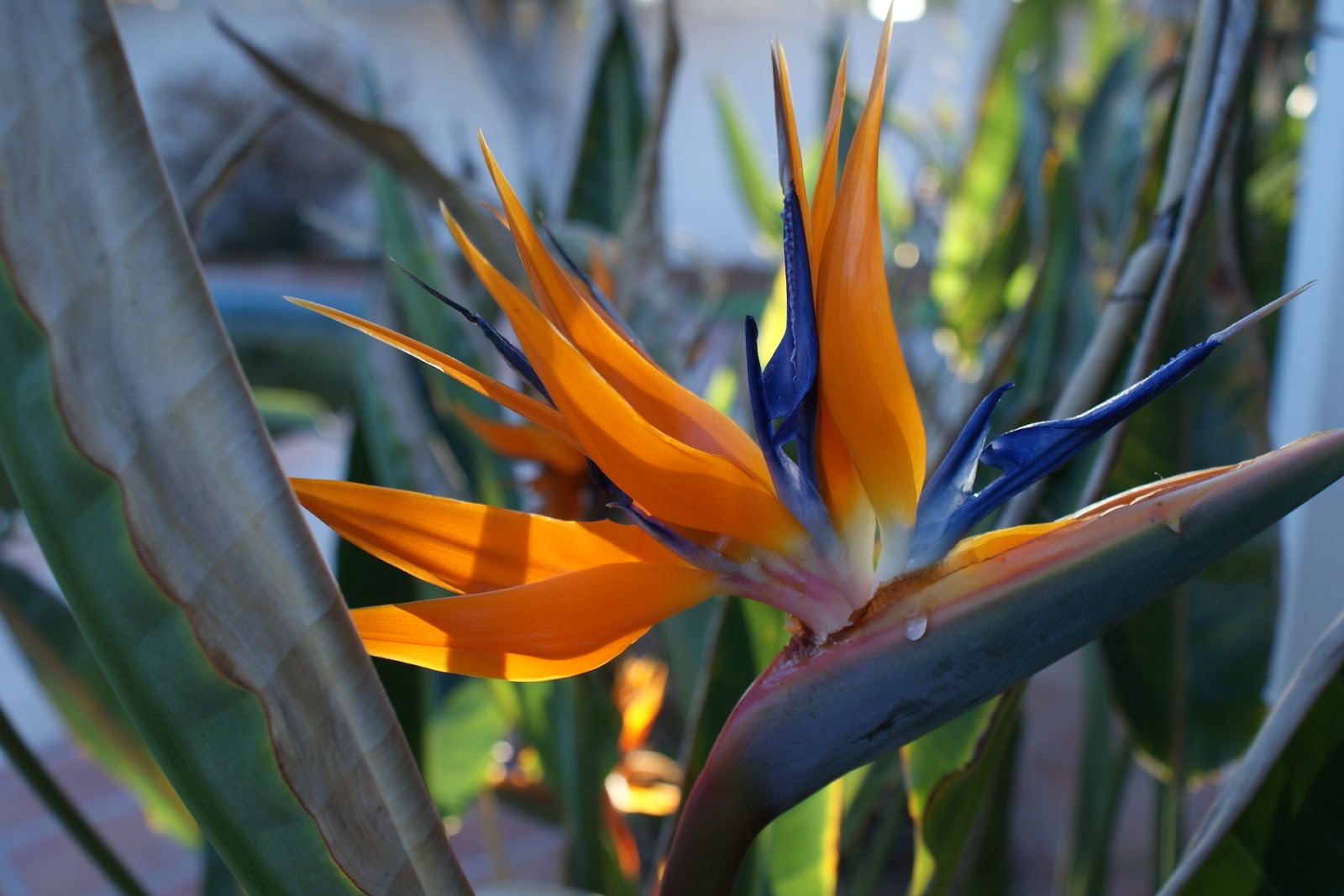 Reminisce... BirdofParadise blooms