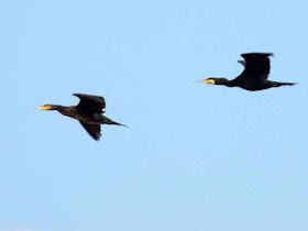 Great Cormorants, in flight