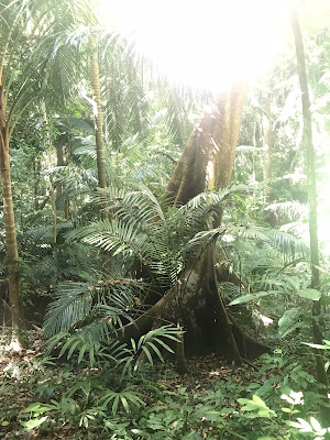 Arboles en un bosque tropical