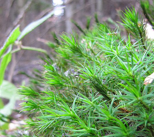 Złotowłos strojny (Polytrichastrum formosum).